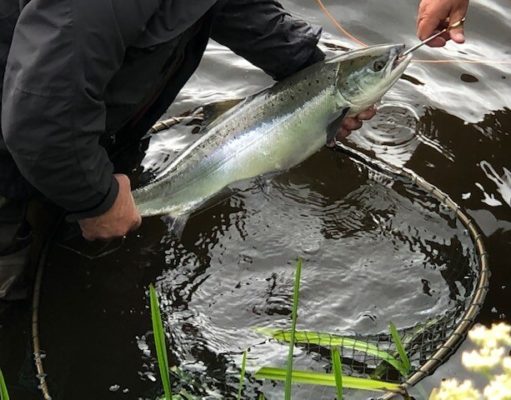 Salmon Angling Regulations for 2020 published salmon