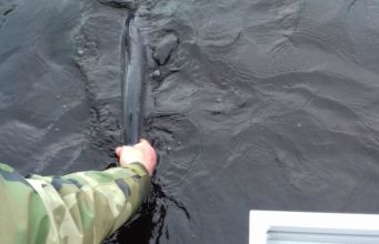 Lough Beltra sees some spring salmon landed