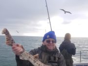 Wicklow Charters mark the new year with spurdogs and bullhuss