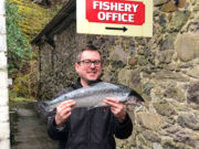 More salmon at Delphi as the spring run appears to be underway