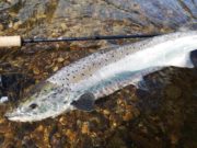 Fine springers caught and released on Munster Blackwater
