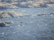 Lots of heavy weather but a few salmon caught on Currane