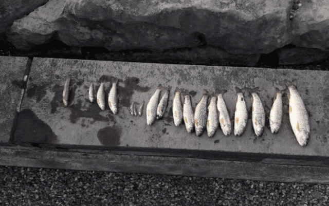 Fish-Mortalities-on-Ballycorrigan-River-Webcopy