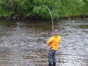 High water on the Moy last week makes angling difficult at times Kent Anderson from Sweden playing a grilse on the Upper Moy