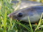 Applications invited for Eel Fisherpersons Support Scheme before upcoming closing date