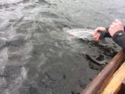 St Patrick’s weekend sees salmon catches improve on Currane