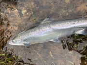 More spring salmon at Delphi as anglers defy the storms