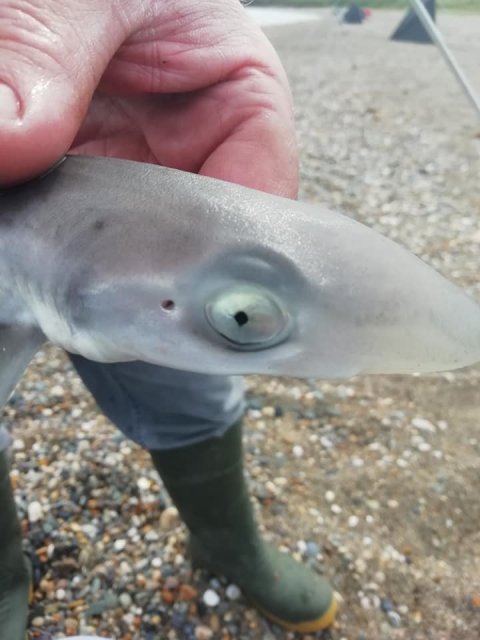 Smoothhound pup