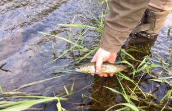 Nore doing well with trout coming nicely to the fly