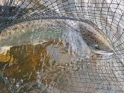 Munster Blackwater in good order and salmon being met