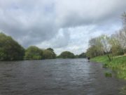 A few salmon from the Blackwater including a grilse