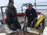 Skate to 196lb in 14 species catch off West Cork