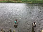 Some lovely salmon from the Blackwater, grilse caught too