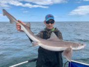 Great smoothhound fishing and more for Wicklow charter boats
