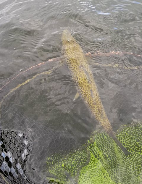 The buzz of watching them go back! A nice trout for a guest of Corrib View Lodge being safely released. #CPRsavesfish