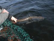 Tough days on Currane but salmon to 14lb caught and released
