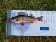 Horrible weather fails to dampen Connacht Predator Anglers spirits on the Shannon