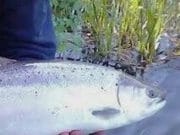 Some Springer’s Still Being Caught on the Boyne