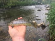 More nymph action for trout anglers on the Nore