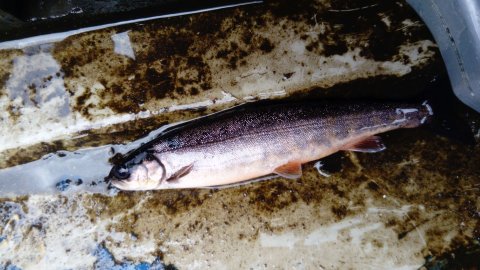 An unusual capture - an Arctic char from Genicmurrin Lough
