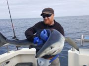 Blue sharks and huge porbeagle for West Cork Charters