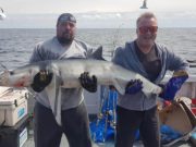 First blue shark of 2019 reported