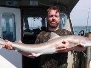 Tope, smooth hounds, black bream and more for Wicklow Boat Charters