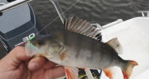 Gowna perch only competition a big success
