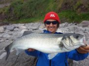 Nice Bass and Big Wrasse in Ballinskelligs Bay