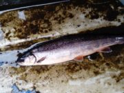 Good sea trout fishing on Costello despite high water