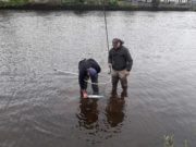Not easy on the Moy but 300 salmon caught last week