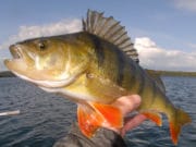 Irish Angling Update 23 August 2019