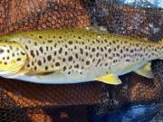Some great trout on Corrib in spite of the weather