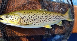 Some great trout on Corrib in spite of the weather