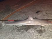 Good tope reported from Cappagh Pier