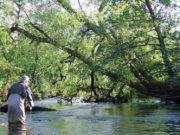 Irish Angling Update – June 28 2019