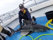 Great porbeagle fishing on Galway Bay
