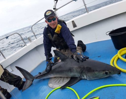 Great porbeagle fishing on Galway Bay