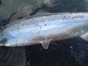 Flood improves fishing on Bandon, but levels down again