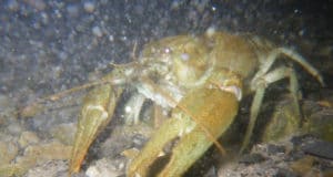 Crayfish plague outbreak confirmed on River Nore at Kilkenny