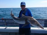 Tope frenzy for Wicklow Boat Charters
