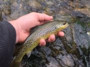 Good evening fishing on the Nore, fly life in abundance
