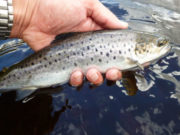 Lots of sea trout and a few salmon for Carrowmore anglers
