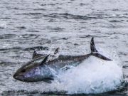 Irish Angling Update – 02 August 2019