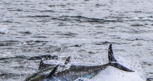 Irish Angling Update – 02 August 2019