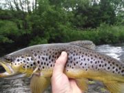 Nymphs and wets working well for Nore trout