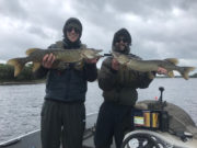 Lots of pike for anglers in the mid Shannon area