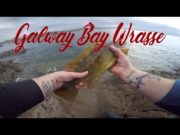 West Coast wrasse provide great sport