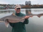 Wicklow Boat Charters Customer Awards 2019 Willie Roche 22.2lb, 122cm long, 58cm Girt Specimen Smooth Hound