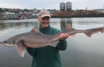 Wicklow Boat Charters Customer Awards 2019 Willie Roche 22.2lb, 122cm long, 58cm Girt Specimen Smooth Hound